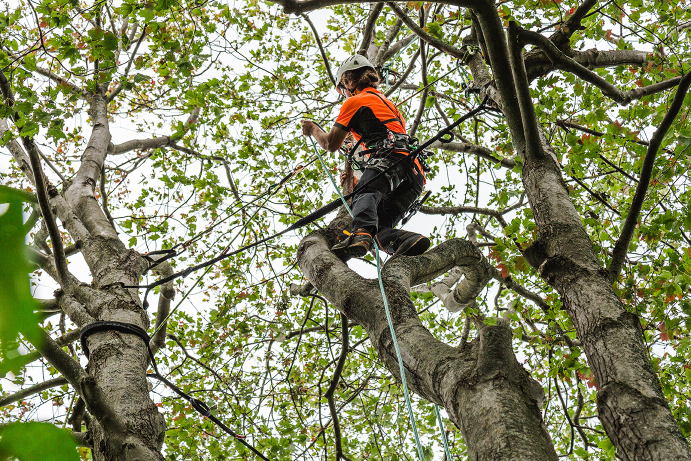 élagage d'arbre