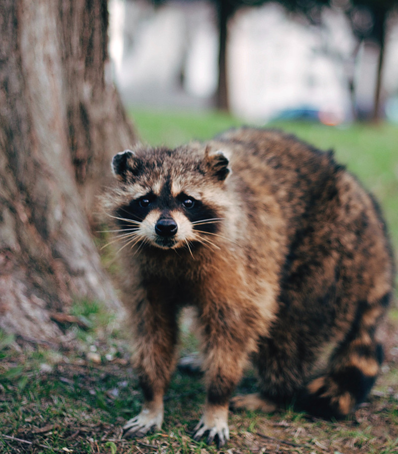raccoon removal