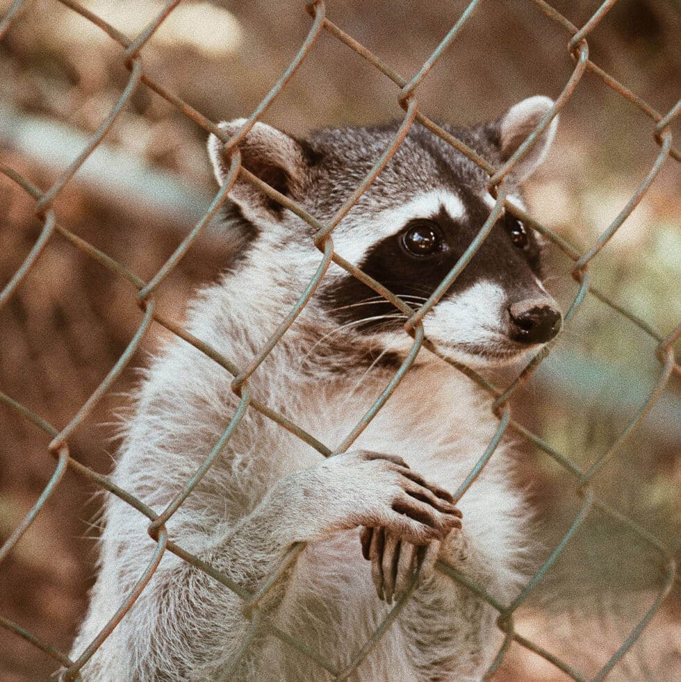 Que fait exactement un service de contrôle animalier pour raton laveur à Aylmer ?