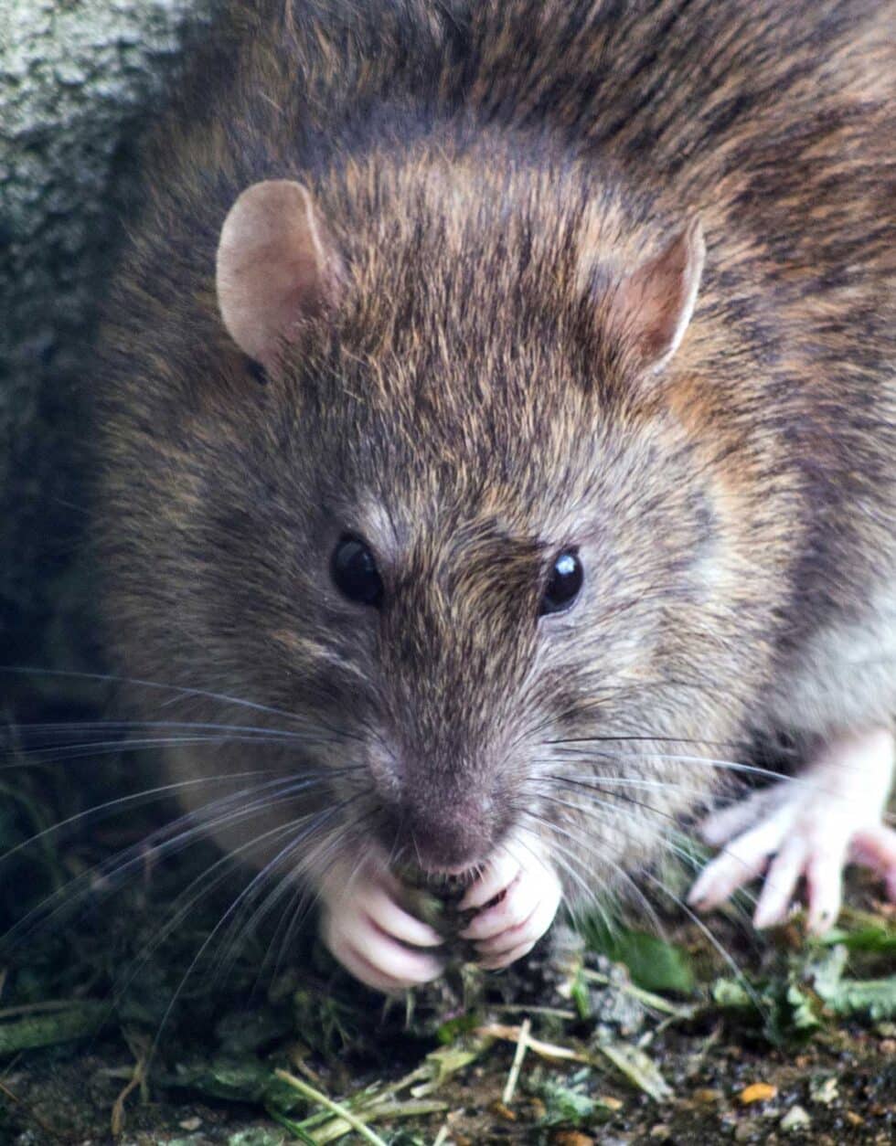 Pest Control in Ottawa: The Hidden Health Risks Behind “Minor” Infestations