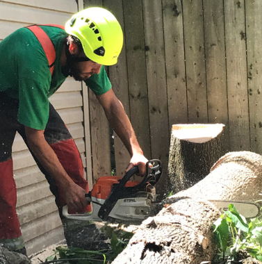 Élagage d&rsquo;arbre à Gatineau : Pourquoi c’est essentiel pour la santé de vos arbres
