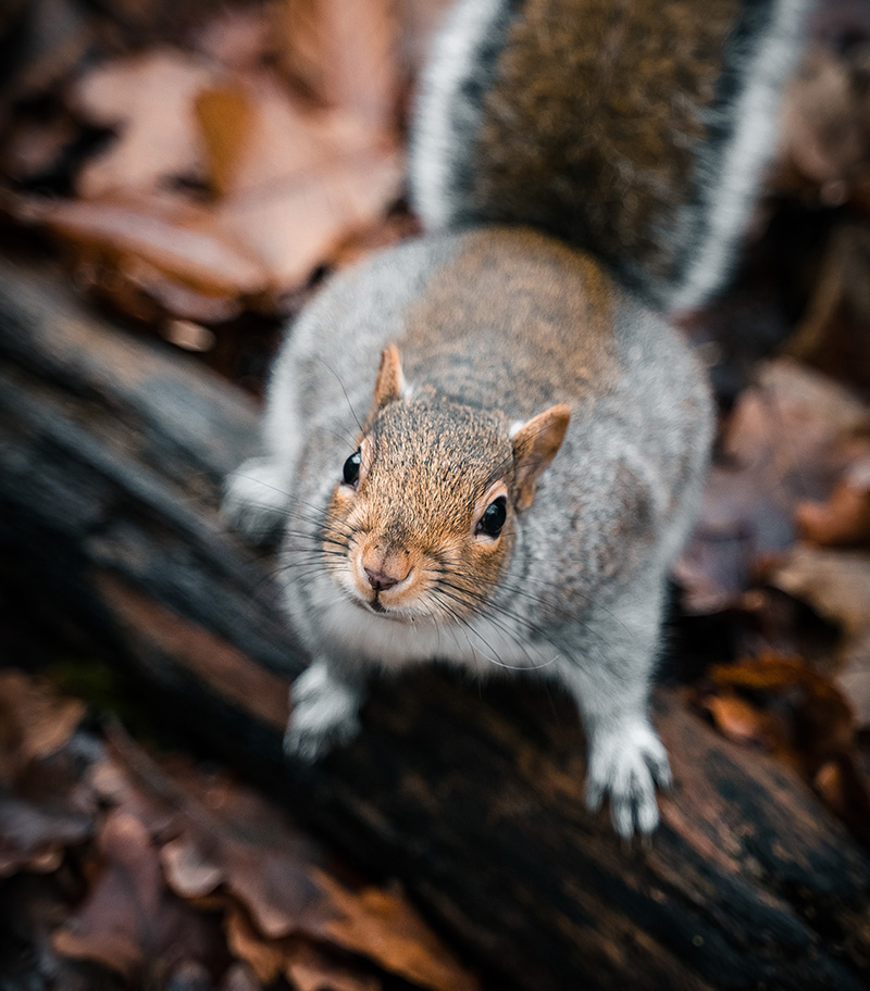 How do professionals remove squirrels from a home?