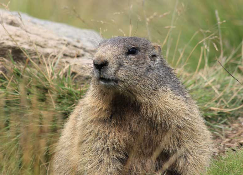 Pest control in Ottawa : Managing infestations effectively