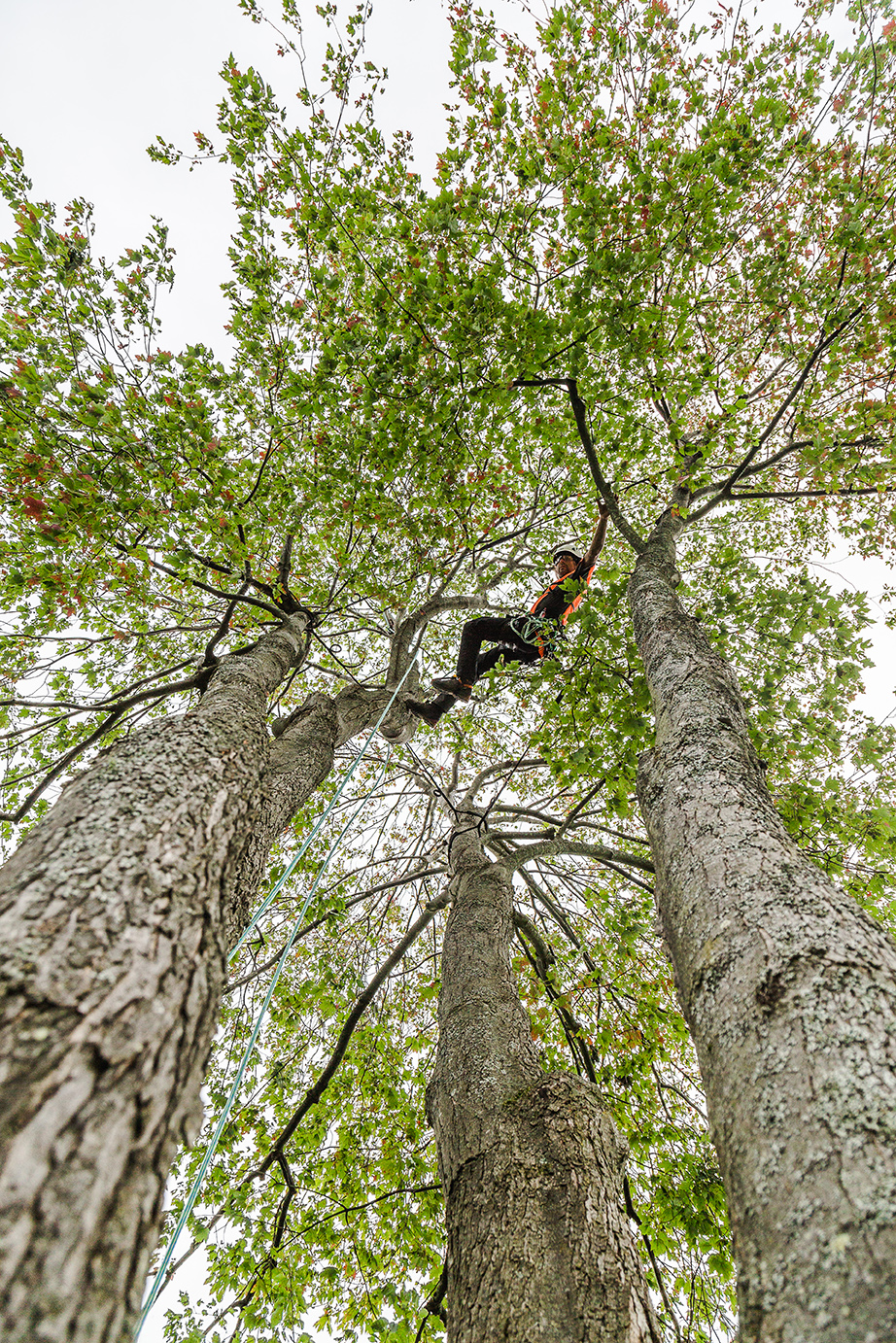 Élagage à Gatineau : que faire en cas de conflit avec un voisin sur un arbre mitoyen ?