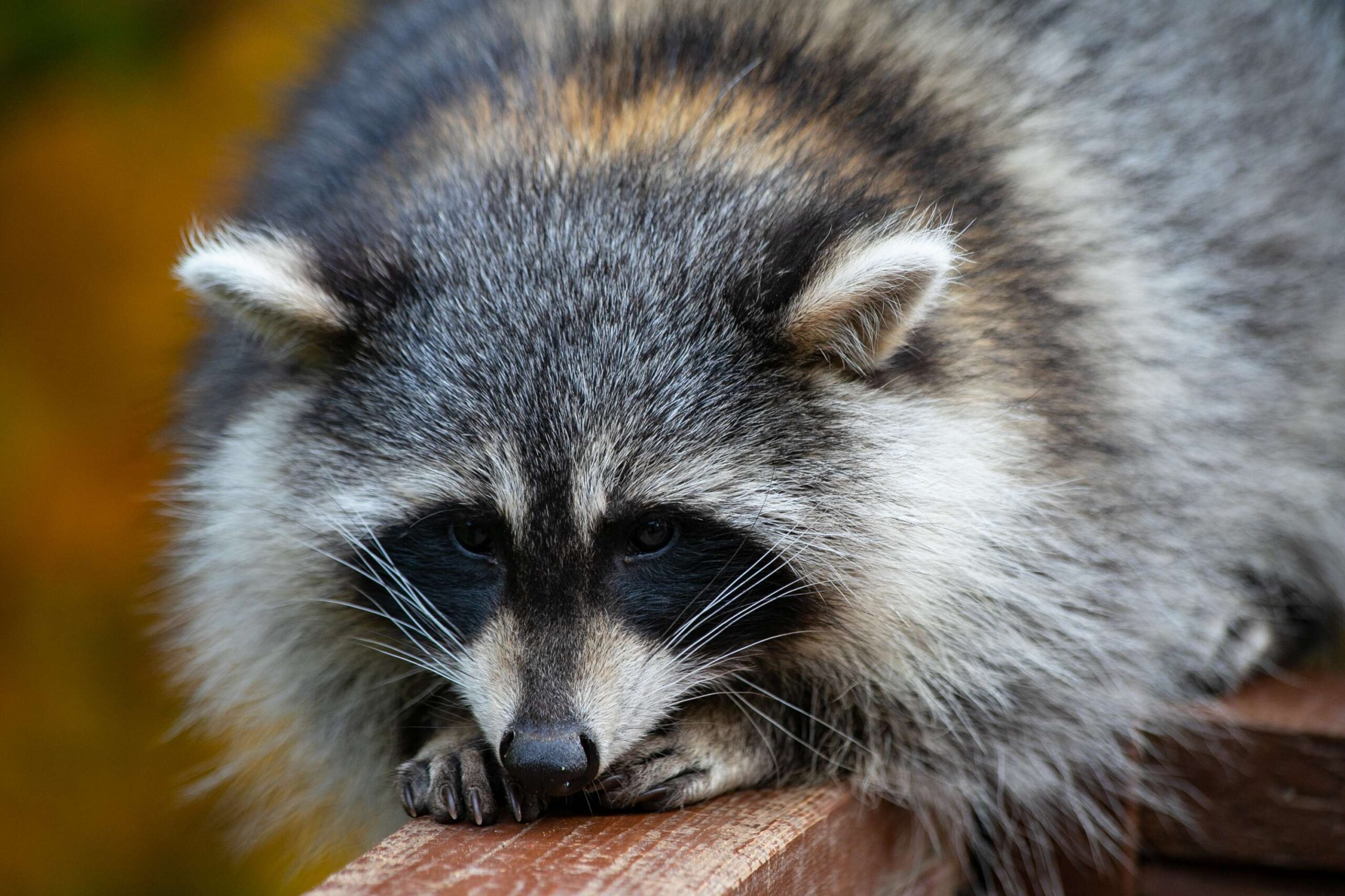 Raccoon Removal from Attic in Ottawa: How to Detect the Problem Early