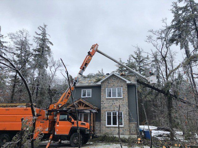 Qui contacter pour un abattage d’arbre à Gatineau en urgence ?